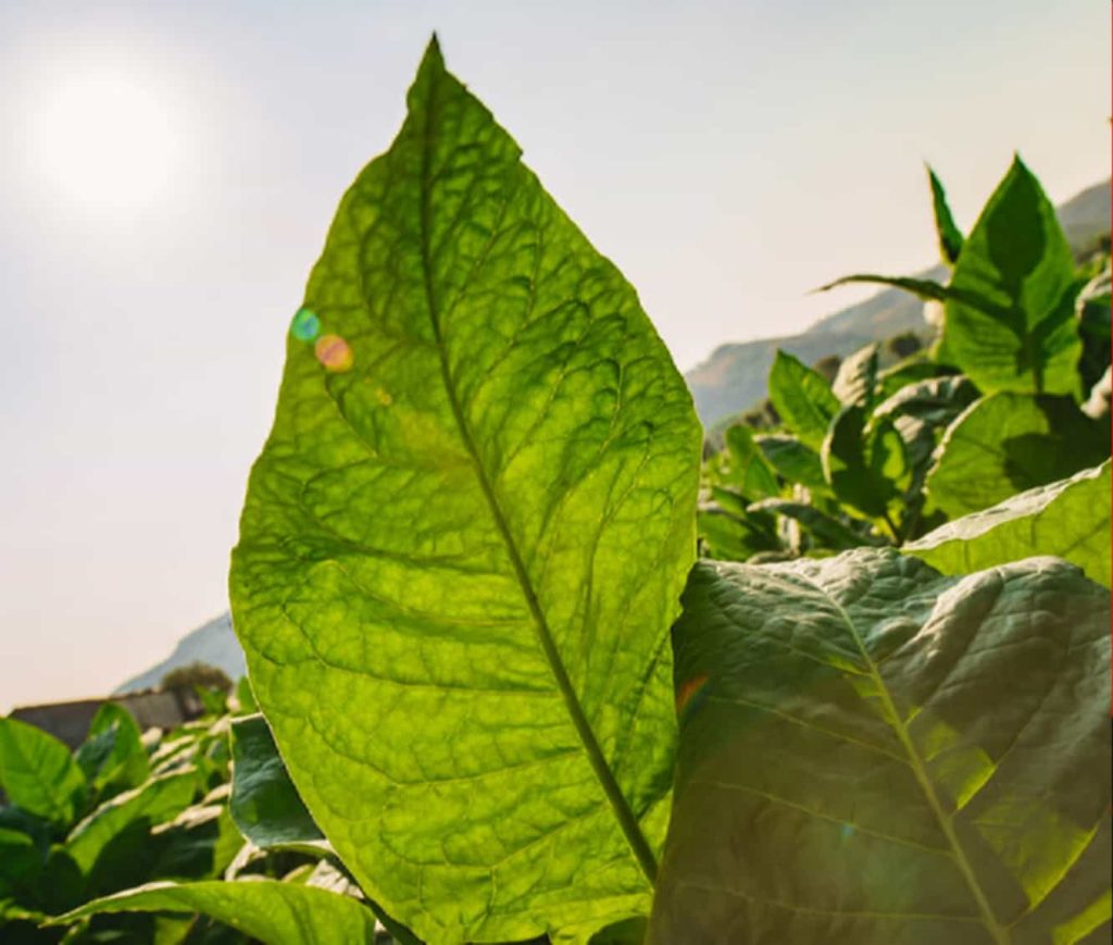 Tobacco plants thriving in Nicaraguan soil